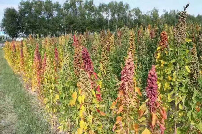 我的家乡 我热爱的土地