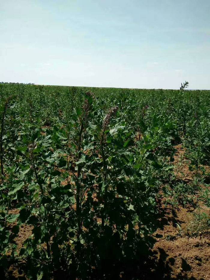 我的家乡 我热爱的土地